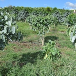 201906 daikon1.jpg